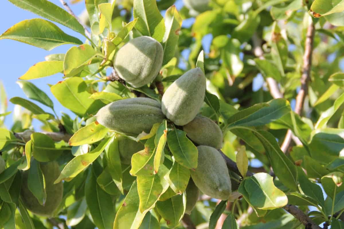 עץ שקדים